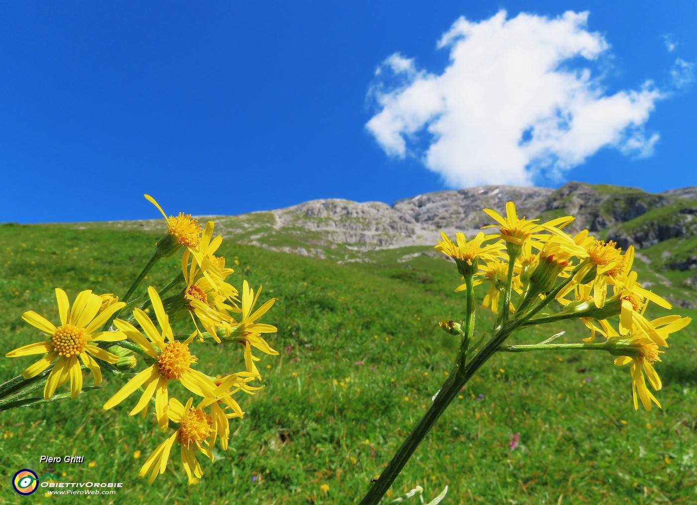 32 Tephroseris longifolia  (Senecione di Gaudin) con vista in Arera.JPG